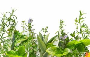 Plant Care App: Identify and Nurture Your Plants