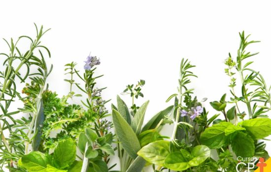 Plant Care App: Identify and Nurture Your Plants